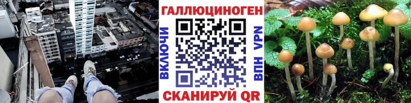 Псилоцибиновые грибы Cubensis  Кодинск 
